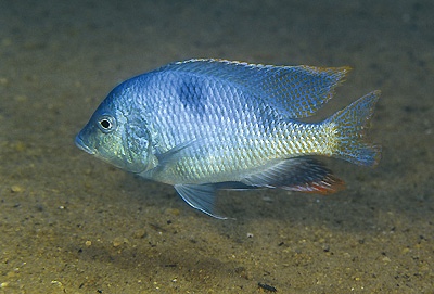 Trematocranus placodon 'Ntekete'